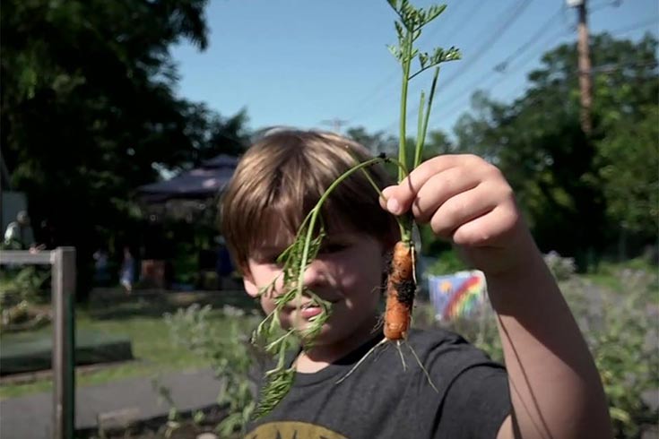 Child holding a harvested carrot